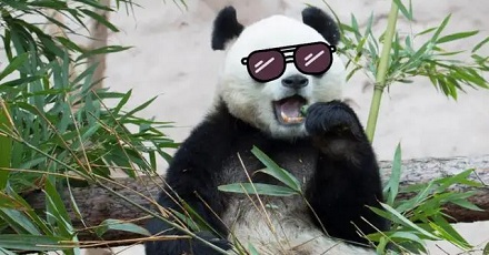 大熊猫都是高度近视？