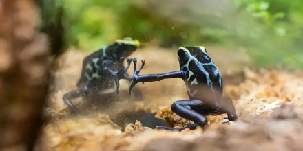 毒蛙是天生带毒吗？