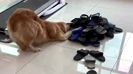 狗为什么总是叼走主人的拖鞋？