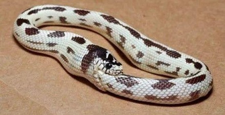 蛇真的会吃自己吗？