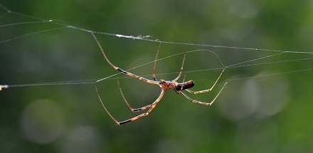 蜘蛛是如何长距离拉出一根丝的？
