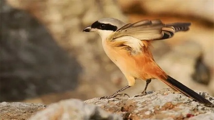为什么伯劳鸟被称作「屠夫鸟」？