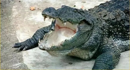 鳄鱼的喉咙为什么是封闭的？