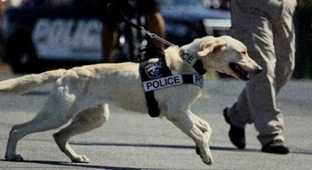普通狗看到警大会觉得看到警察吗？