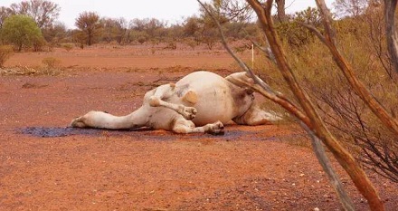 为什么渴死的骆驼不能碰？