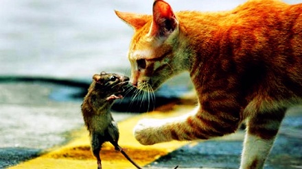 老鼠闻到猫尿都瑟瑟发抖，闻到人尿呢？