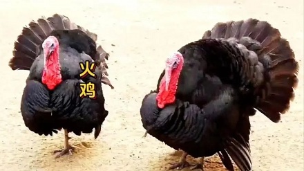 为啥中国人不爱吃火鸡？