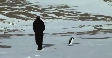 企鹅也会得抑郁症？