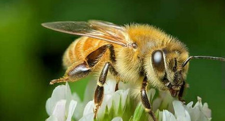 蜜蜂在蛰人之后自己就会立即死亡