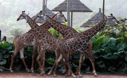 长颈鹿会先品尝雌性们的尿液来判断交配的对象