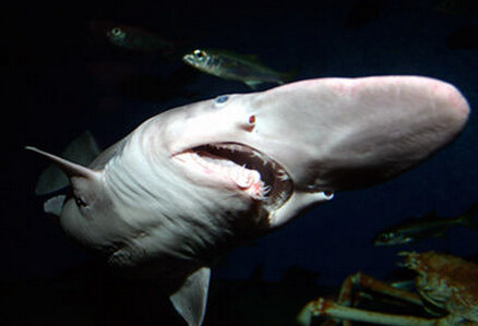 鲨鱼靠肝脏里的轻质油获得浮力