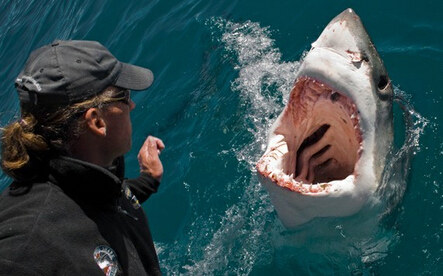一只鲨鱼可以侦测到水中仅百万分之一含量的血液 