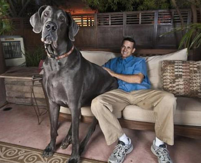 世界上最大的狗乔治