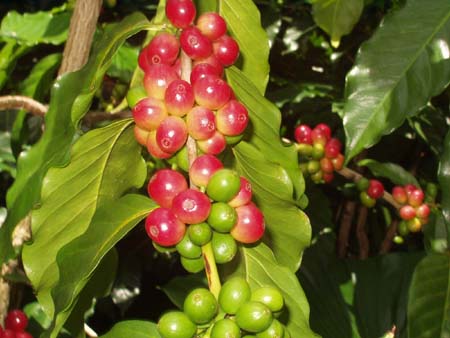 咖啡是一种鲜红色浆果里的种子