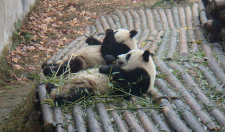 大熊猫有时会边吃边拉