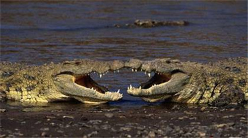 鳄鱼会不断长出新牙齿来替代旧的牙齿