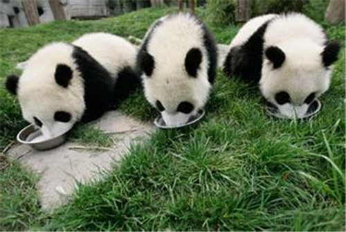 熊猫妈妈如果生的是双胞胎，通常会忽视或拒绝较弱的一个