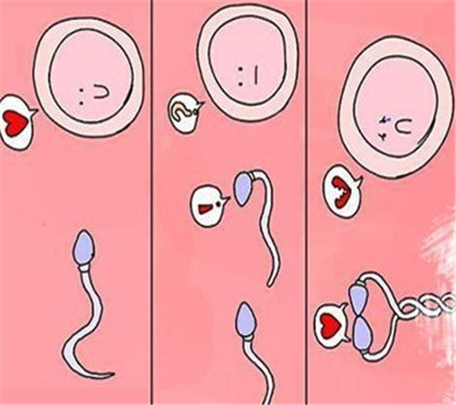 人体中最大的细胞是女性生殖细胞
