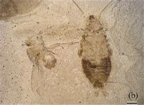目前已经发现了3亿年以前蟑螂的化石