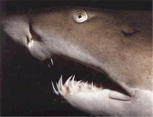 鲨鱼是唯一可眨双眼的鱼类
