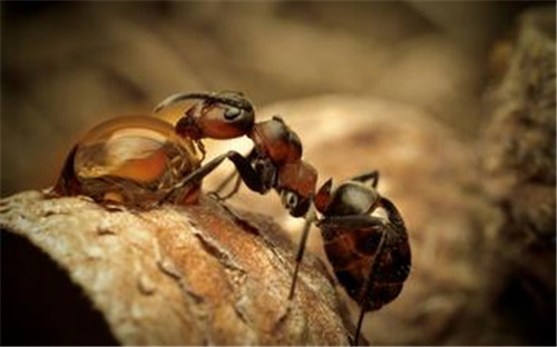 蚂蚁不睡觉，但是他们每天打两次大概八分钟的盹