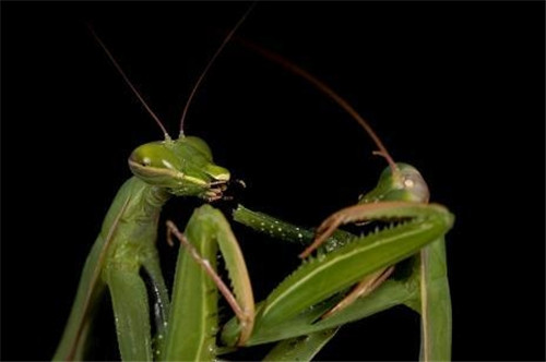 雌螳螂吃会掉与之交配的雄螳螂