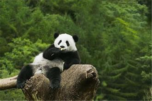 大熊猫每天需要花费将近一半的时间来进食