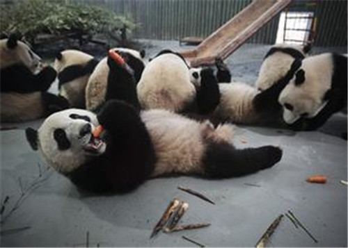 大熊猫最初是吃肉的