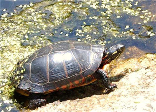 一些海龟物种可以用屁股呼吸