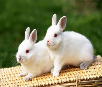 兔子多久性成熟？