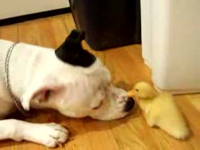 小鸭子会把出生后见到的东西当作妈妈