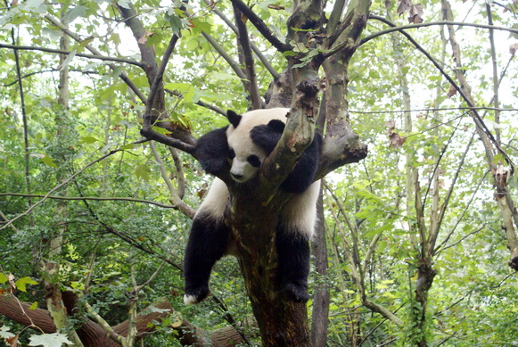 大熊猫没有固定的睡觉地点，它们走到哪就睡到哪