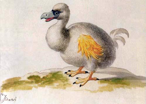 渡渡鸟是人类记录的首个因人类活动而灭绝的动物