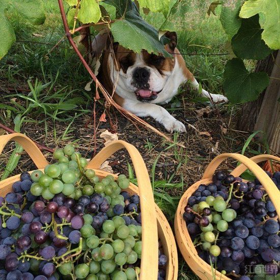 葡萄干或者新鲜的葡萄可能损伤狗的肾脏