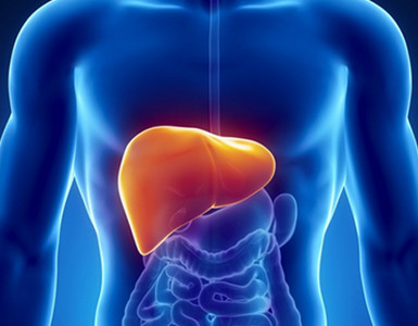 肝脏中发生的化学反应多达1500种以上