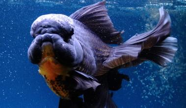 鱼鳔是由原始鱼类的肺进化而成