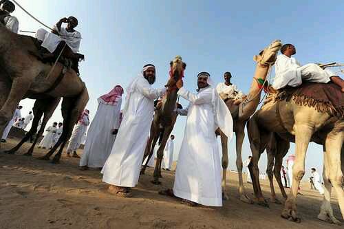  沙特阿拉伯的一部分骆驼是从澳大利亚进口的