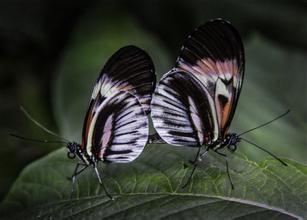蝴蝶交配后雌性的生殖孔会被堵住