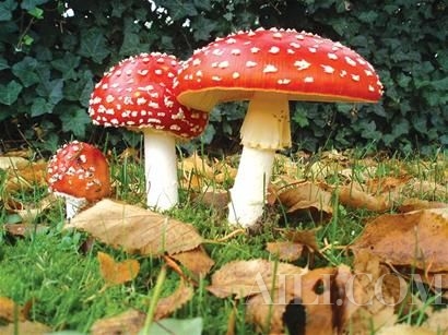 蘑菇具有多达36000种性别