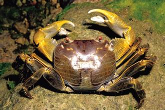 螃蟹的牙齿长在胃里