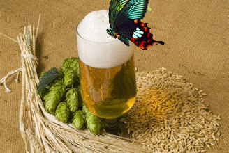蝴蝶比较喜欢啤酒