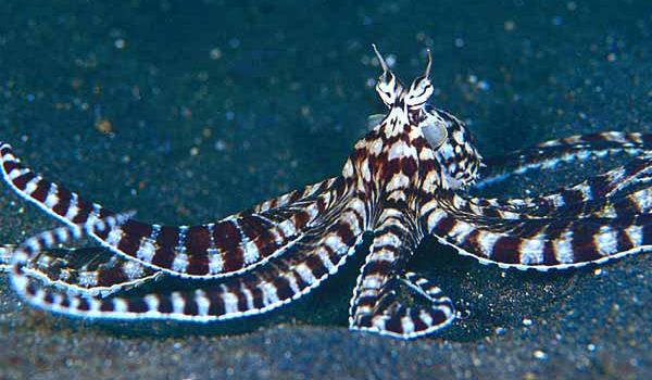 模仿章鱼可以模仿至少十五种动物