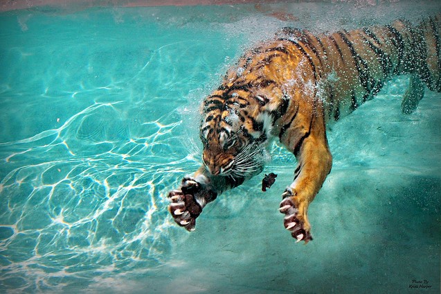 印度是世界上现存老虎数量最多的国家