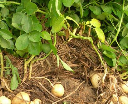 「土豆」在台湾则被称为「花生」