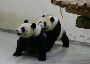 雌性大熊猫每年发情一次