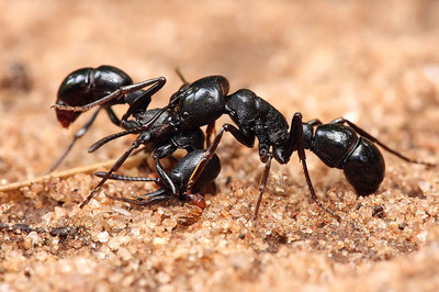 蚂蚁有两个胃