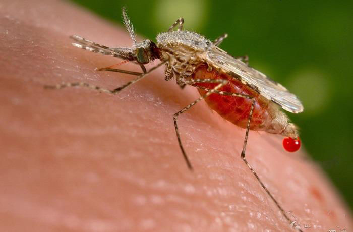 蚊子从卵到成年个，体只需短短5天