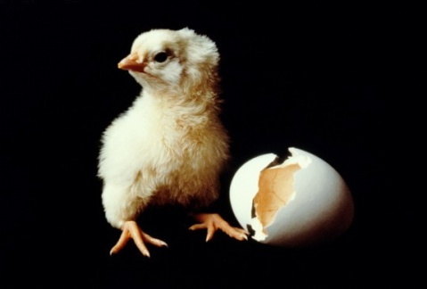 未孵化的小鸡可以透过蛋壳呼吸