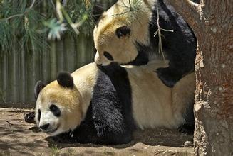 幼崽时期的熊猫会吃成年熊猫的粪便