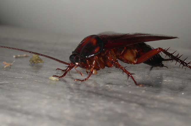蟑螂（cockroach ）是运动最快的六足动物